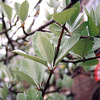 Sorbus aria (Whitebeam)