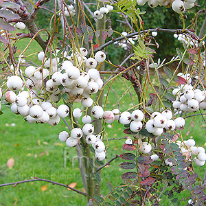 Sorbus koehneana