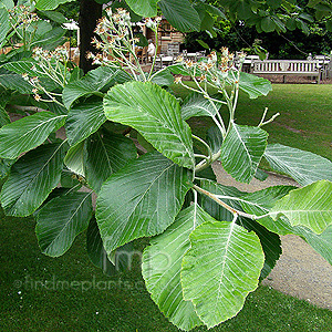 Sorbus aria - 'Magnifica'