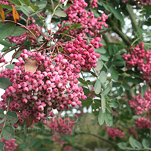 Sorbus hupehensis - 'Obtusa'