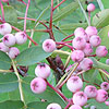 Sorbus oligodonta