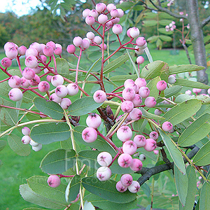 Sorbus oligodonta