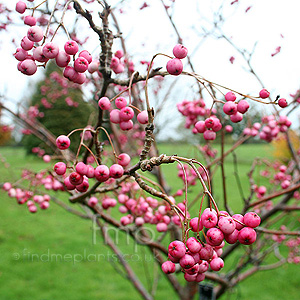 Sorbus pseudovilmorinii