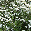 Spiraea - Arguta - Bridal Wreath, Spiraea