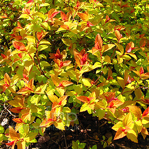 Spiraea japonica - 'Magic Carpet' (Spiraea)