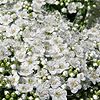 Spiraea media - Spiraea