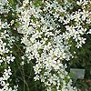 Spiraea thunbergii - Bridal wreath, Spiraea