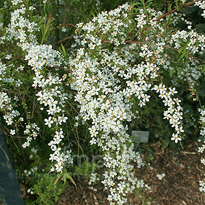 Spiraea thunbergii (Bridal Wreath, Spiraea)