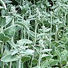 Stachys byzantina - Lambs Ears