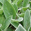 Stachys byzantina - Big Ears - Lambs Ears