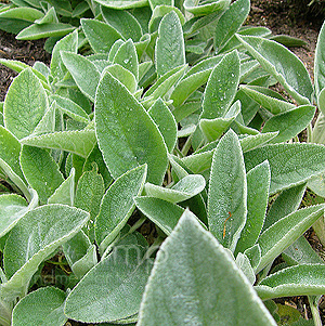 Stachys byzantina - 'Big Ears' (Lamb's Ears)