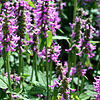 Stachys officinalis - Hummelo - Betony