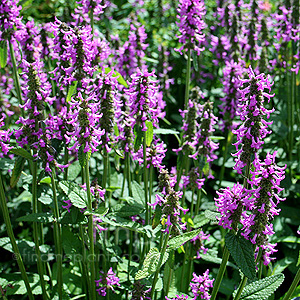 Stachys officinalis - 'Hummelo' (Betony)