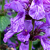 Stachys macrantha