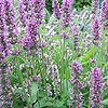 Stachys officinalis - Common Betony