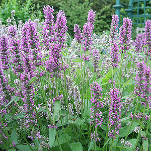 Stachys officinalis (Common Betony)