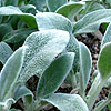 Stachys byzantina - Silver Carpet