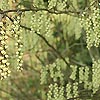 Stachyurus chinensis - Stachyrus