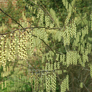 Stachyurus chinensis (Stachyrus)