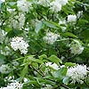 Staphylea colchica