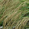 Stipa calamagrostis - Feather Grass, Stipa