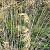 Stipa gigantea - Spanish Oat grass, Stipa