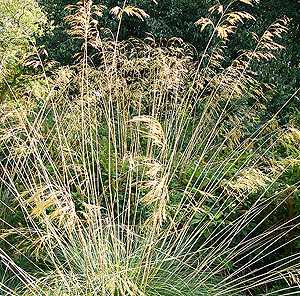 Stipa gigantea (Spanish Oat Grass)