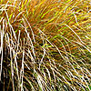 Stipa  splendens