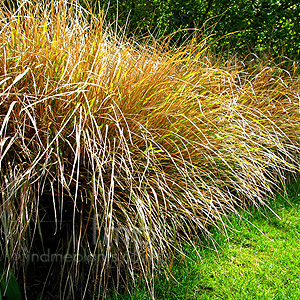 Stipa  splendens