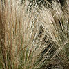 Stipa tenuissima - Wavy Hair grass, Stipa