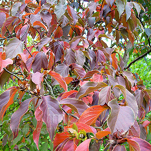 Stuartia pseudocamellia (Stuartia)