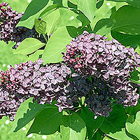 Syringa vulgaris - Mrs Edward Harding' (Lilac)
