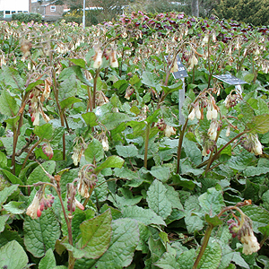 Symphytum grandiflorum