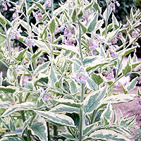 Symphytum X uplandicum - 'Variegatum' (Comfrey)