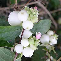 Symphoricarpus albus (Snowberry)