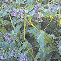 Symphytum caucasicum (Comfrey)