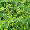 Symphoricarpus orbiculatus - click for full details