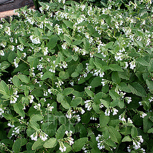 Symphytum - 'Album' (Comfrey)