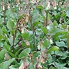 Symphytum grandiflorum - Comfrey, Symphytum