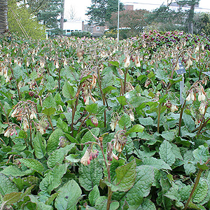 Symphytum grandiflorum (Comfrey, Symphytum)