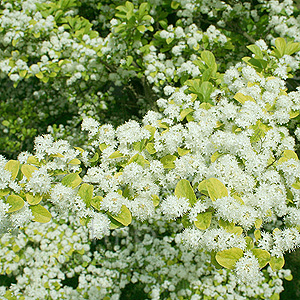 Symplocus paniculata