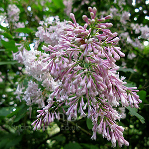 Syringa X prestoniae - 'Audrey'