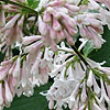 Syringa X josiflexa