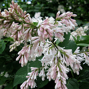 Syringa X josiflexa