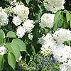 Syringa vulgaris - Madame Lemoine - Lilac