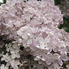 Syringa vulgaris - Mme F Morel