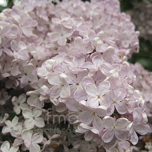 Syringa vulgaris - 'Mme F Morel'