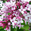 Syringa pubescens - Superba - Lilac