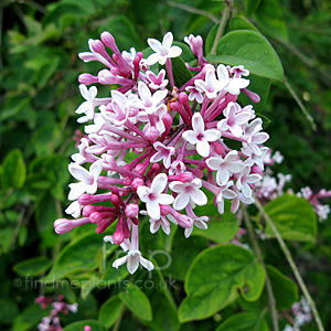 Syringa pubescens - 'Superba' (Lilac)