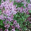 Syringa - Red Pixie - Lilac